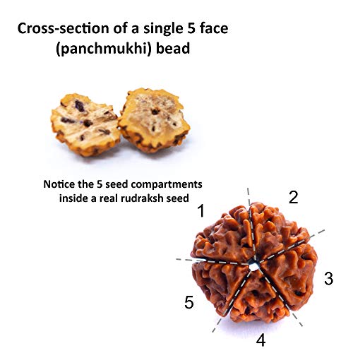 Wonder Care Authentic Rudraksh Mala-5face- Genuine Himalayan Rudraksha Seeds Religious Ornament Rosary Japa Mala Necklace Prayer Mala Healing Beads - color: 8mm-10pc