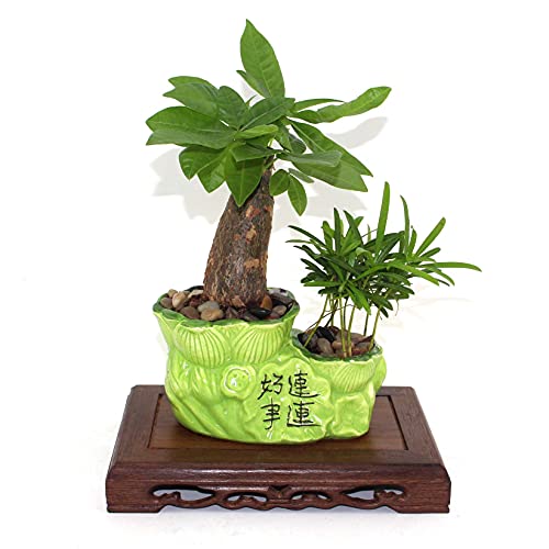 Wooden Rectangular Carved Display Stand Wood Handmade Base - size: 6.8X3.8X1.4 in