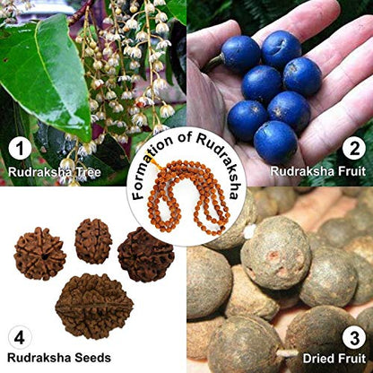 Wonder Care Authentic Rudraksh Mala-5face- Genuine Himalayan Rudraksha Seeds Religious Ornament Rosary Japa Mala Necklace Prayer Mala Healing Beads - color: 8mm-10pc